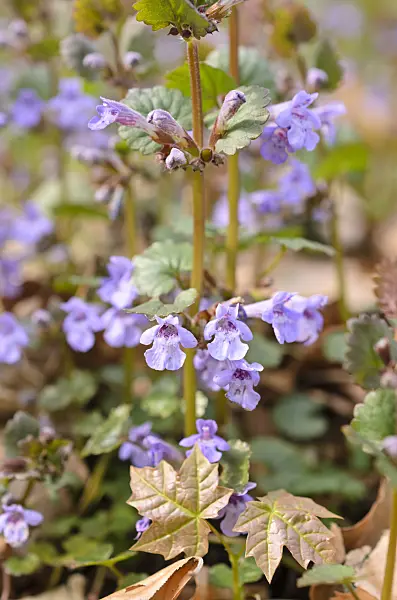 507115 - Ground ivy (Glechoma hederacea)