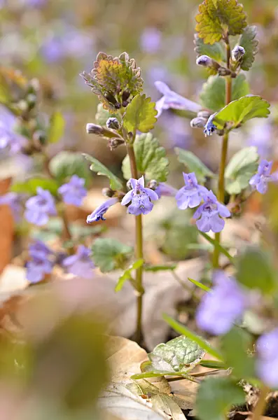 507116 - Ground ivy (Glechoma hederacea)