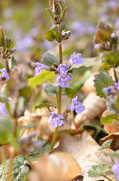 507117 - Ground ivy (Glechoma hederacea)