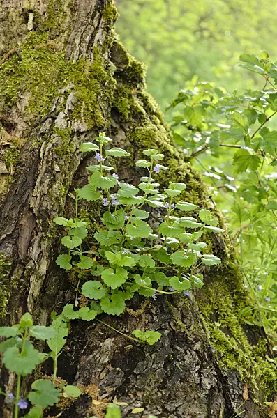 508040 - Ground ivy (Glechoma hederacea)