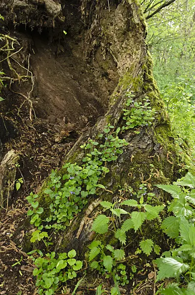 508041 - Ground ivy (Glechoma hederacea)