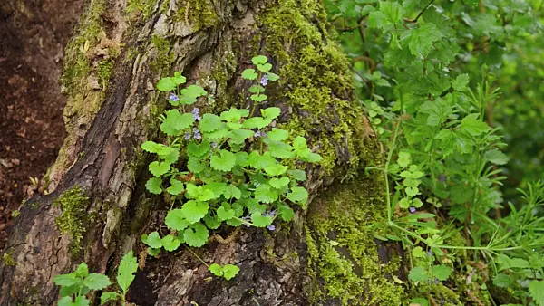 508049 - Ground ivy (Glechoma hederacea)