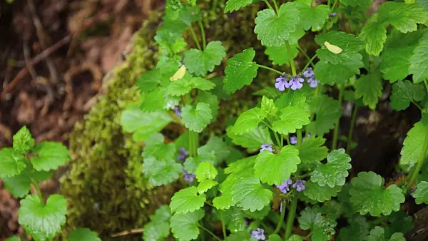 508050 - Ground ivy (Glechoma hederacea)