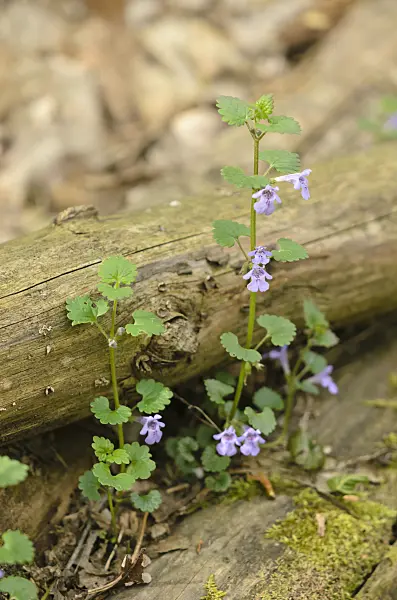 544038 - Ground ivy (Glechoma hederacea)