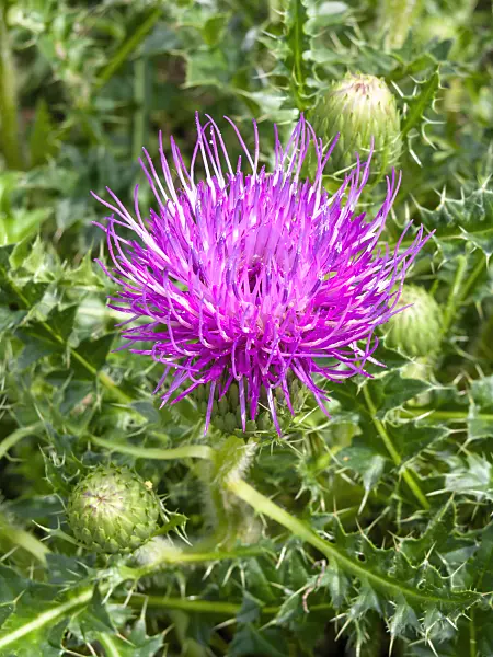 427063 - Ground thistle (Cirsium acaule)