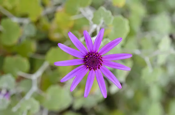 495241 - Groundsel (Senecio heritieri)