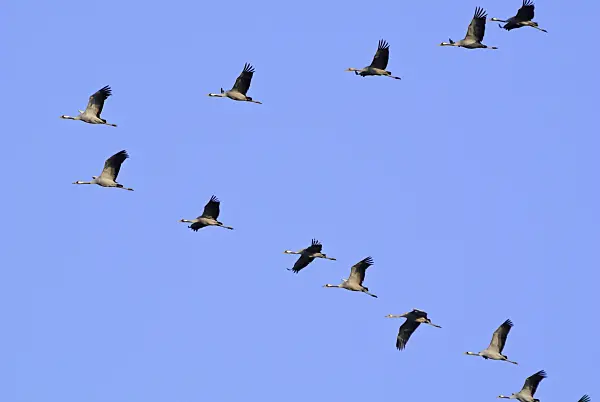 525196 - Grue cendrée (Grus grus)