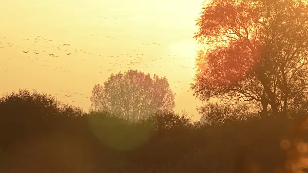 513109 - Grues cendrées (Grus grus) dans le Rhinluch chez Linum, Allemagne