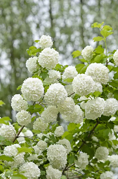 520281 - Guelder rose (Viburnum opulus)