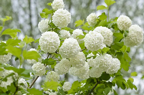 520283 - Guelder rose (Viburnum opulus)