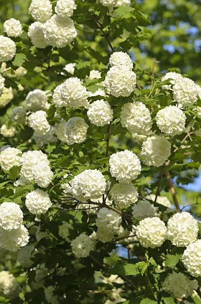 520313 - Guelder rose (Viburnum opulus)
