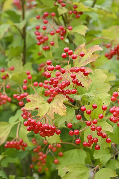 523083 - Guelder rose (Viburnum opulus)