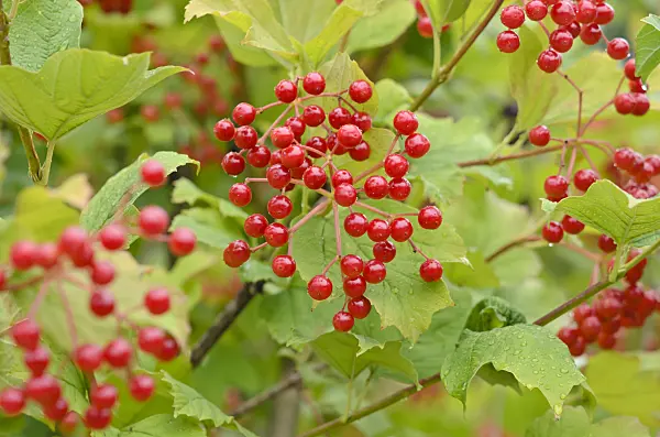 523084 - Guelder rose (Viburnum opulus)