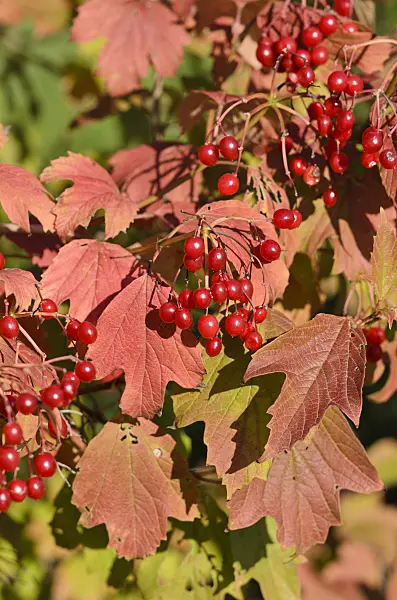 524130 - Guelder rose (Viburnum opulus)