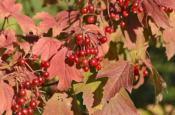524131 - Guelder rose (Viburnum opulus)