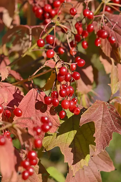 524132 - Guelder rose (Viburnum opulus)