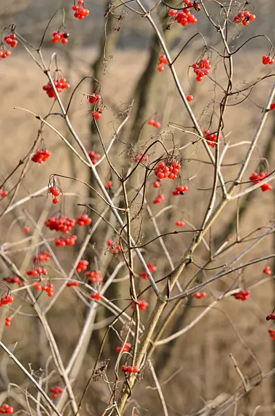 527050 - Guelder rose (Viburnum opulus)