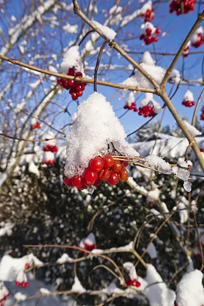 539010 - Guelder rose (Viburnum opulus)