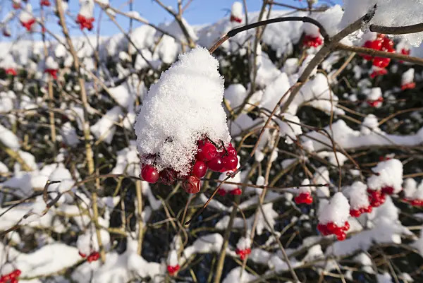 539011 - Guelder rose (Viburnum opulus)