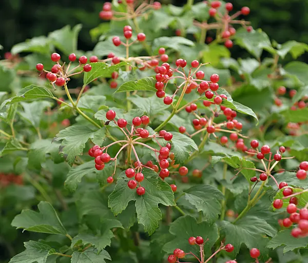 454102 - Guelder rose (Viburnum opulus 'Compactum')