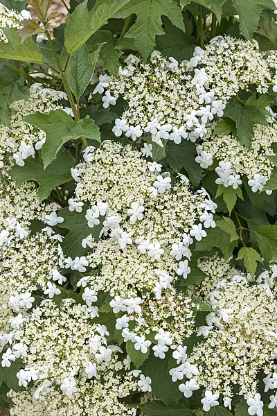 651564 - Guelder rose (Viburnum opulus 'Compactum')