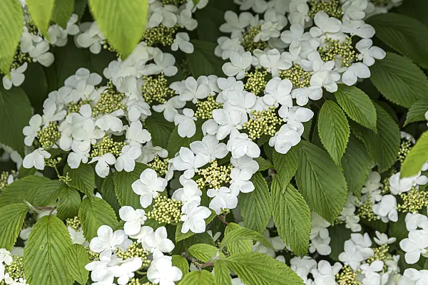 651565 - Guelder rose (Viburnum opulus 'Compactum')