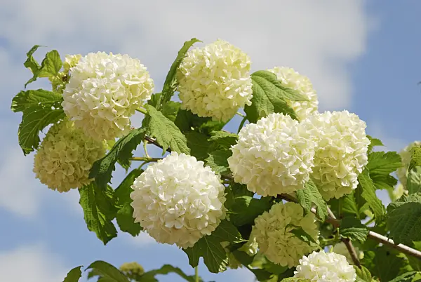 472172 - Guelder rose (Viburnum opulus 'Roseum')