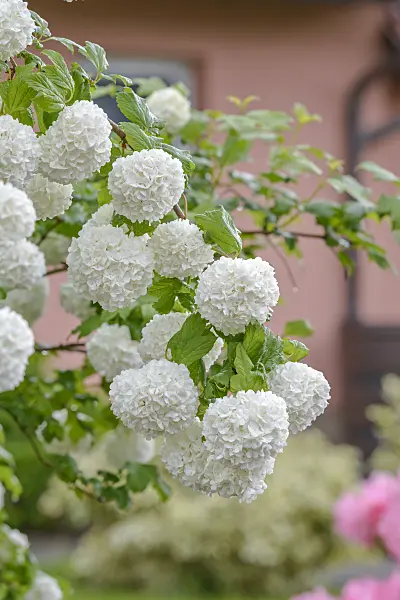 558255 - Guelder rose (Viburnum opulus 'Roseum')
