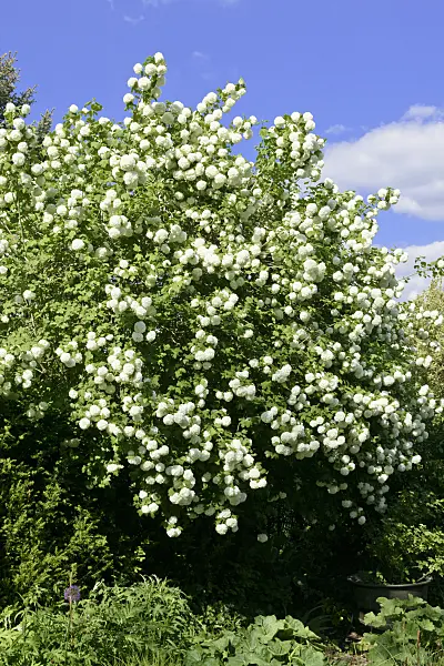 568006 - Guelder rose (Viburnum opulus 'Roseum')