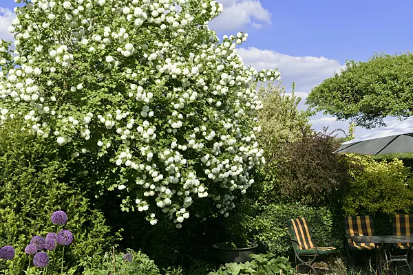 568007 - Guelder rose (Viburnum opulus 'Roseum')