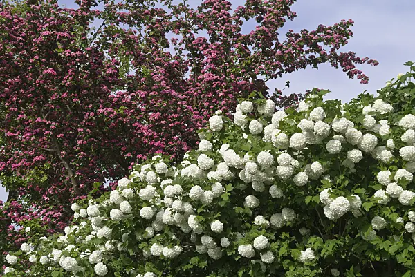 556152 - Guelder rose (Viburnum opulus 'Roseum') and red hawthorn (Crataegus laevigata)