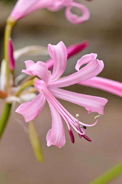 525177 - Guernsey lily (Nerine bowdenii)