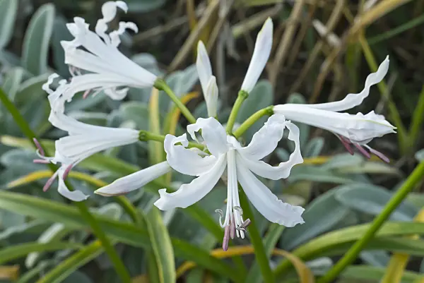 609046 - Guernsey lily (Nerine bowdenii 'Alba')