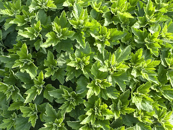 438002 - Guimauve officinale (Althaea officinalis)