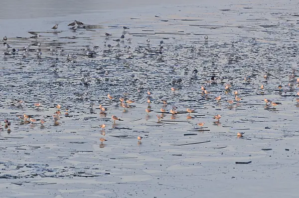 565008 - Gulls (Larus) on a frozen lake, Lower Oder Valley National Park, Germany