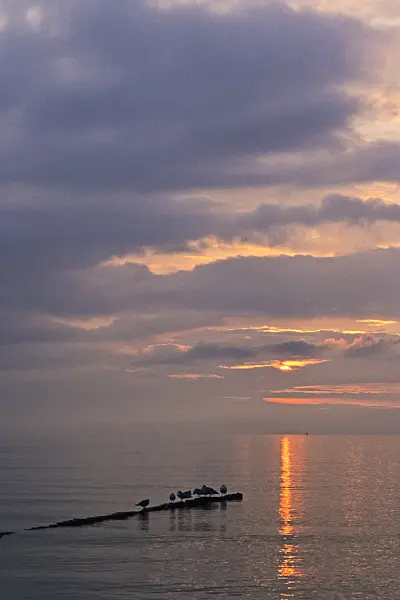 382034 - Gulls (Larus) on a tree trunk floating in the water, sunset at the Baltic Sea, Germany