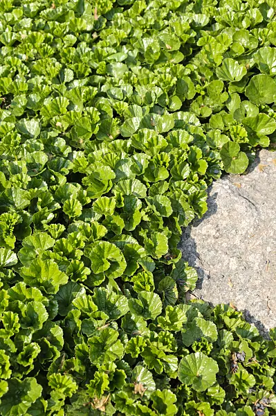484298 - Gunnera magellanica