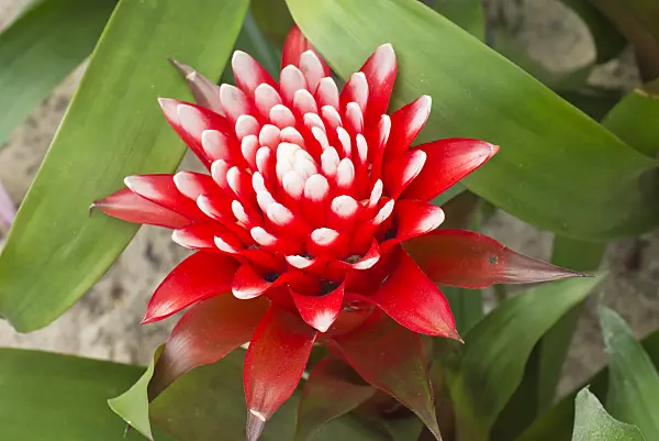 561051 - Guzmania