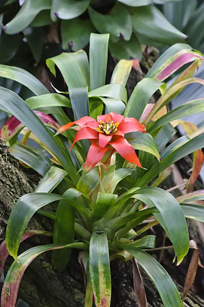 467001 - Guzmania lingulata