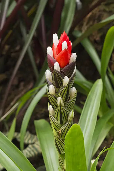573051 - Guzmania monostachia