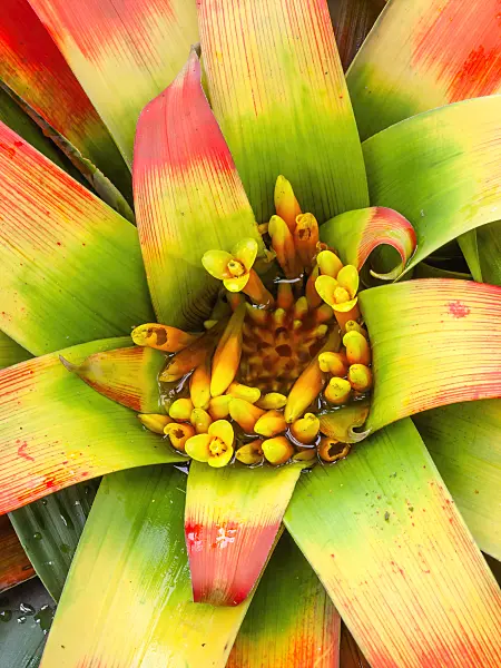 465235 - Guzmania sanguinea