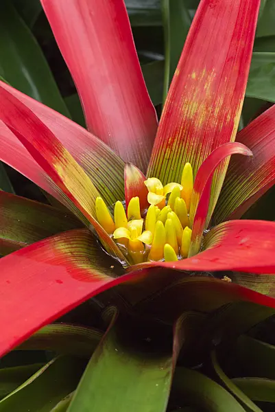 549182 - Guzmania sanguinea