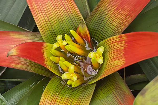 562004 - Guzmania sanguinea
