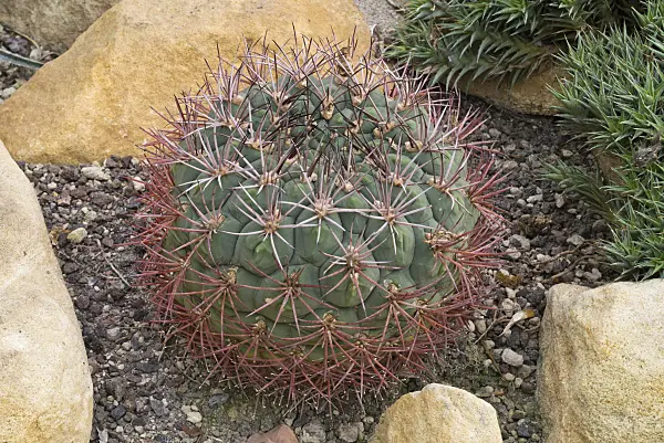 609060 - Gymnocalycium saglionis