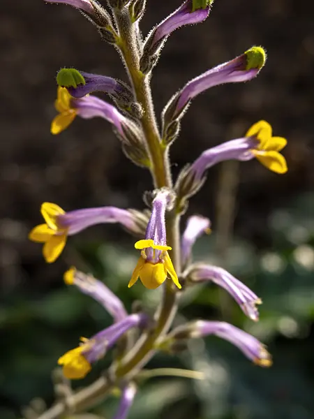 435190 - Gymnostachyum ceylanicum