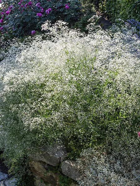 462030 - Gypsophila (Gypsophila)