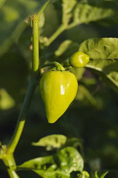 488048 - Habanero (Capsicum chinense)
