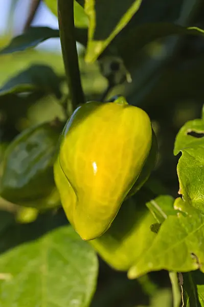 488049 - Habanero (Capsicum chinense)
