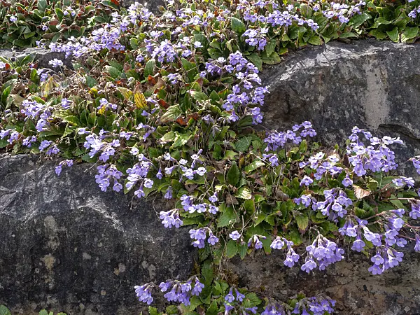 437408 - Haberlea rhodopensis