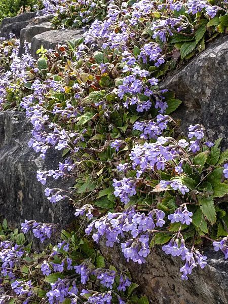 437409 - Haberlea rhodopensis